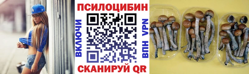 Купить  Починок  Псилоцибиновые грибы Psilocybine cubensis 